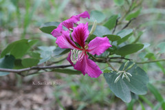 Bauhinia blakeana